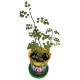 Набор для выращивания растений ВЫРАСТИ ДЕРЕВО! 'Роза золотая китайская' (банка, грунт,семена), zk-062