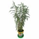 Набор для выращивания растений ВЫРАСТИ ДЕРЕВО! 'Кипарис Аризонский' (банка, грунт, семена), zk-056