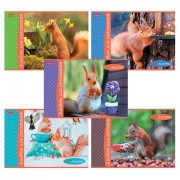 Альбом для рисования А4, 32 л., скоба, обложка картон, HATBER, 205х290 мм, 'Белочка пришла' (5 видов), 091519, 32А4В