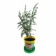Набор для выращивания растений ВЫРАСТИ ДЕРЕВО! 'Кипарис Аризонский' (банка, грунт, семена), zk-056