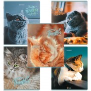 Тетради ДЭК А5 96 л. КОМПЛЕКТ 5 шт., BRAUBERG скоба, клетка, матовая ламинация, 'Котики', 404693