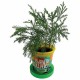 Набор для выращивания растений ВЫРАСТИ ДЕРЕВО! 'Секвойя' (банка, грунт, семена), zk-046