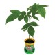 Набор для выращивания растений ВЫРАСТИ ДЕРЕВО! 'Орех сердцевидный' (банка, грунт, семена), zk-079
