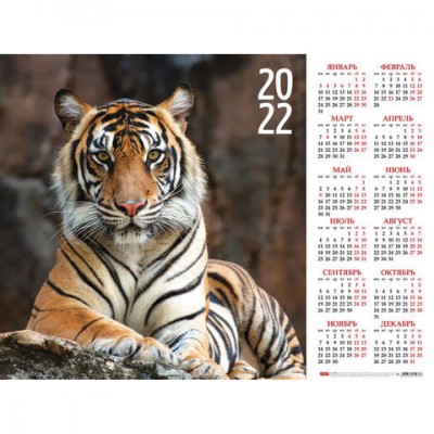 Календарь настенный листовой, 2022г, формат А2 45х60см, Год тигра2, HATBER, Кл2_25156